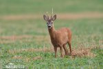 Roe Deer