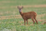 Roe Deer