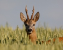 Roe Deer