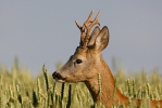 Roe Deer