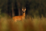 Roe Deer