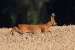 Roe Deer