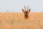 Roe Deer