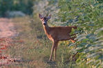 Roe Deer