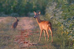 Roe Deer