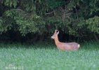 Roe Deer