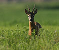 Roe Deer