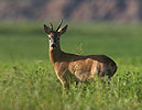 Roe Deer