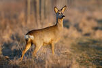 Roe Deer