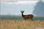 Roe Deer