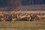 Roe Deer