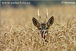 Roe Deer
