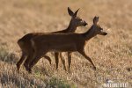 Roe Deer