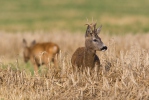 Roe Deer