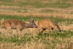 Roe Deer