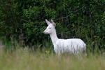 Roe Deer - Doe - Albino