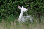 Roe Deer - Doe - Albino