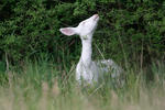 Roe Deer - Doe - Albino