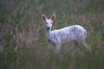 Roe Deer - Doe - Albino