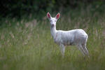 Roe Deer - Doe - Albino