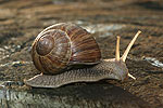 Roman Snail