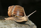 Roman Snail