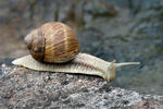 Roman Snail