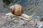 Roman Snail