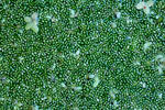 Rootless Duckweed