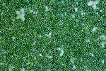 Rootless Duckweed