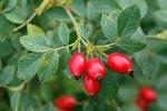 Rosa canina