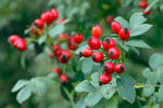 Rosa canina