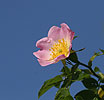 Rosa canina