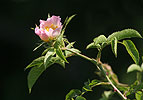 Rosa canina