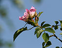 Rosa canina