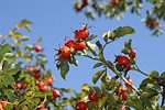 Rosa canina