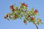 Rosa canina