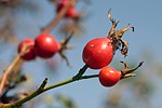 Rosa canina