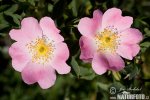 Rosa canina