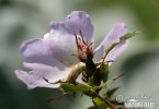 Rosa canina