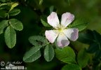 Rosa canina