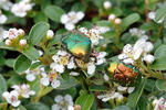 Rose Chafer