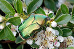 Rose Chafer