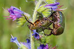 Rose Chafer