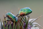 Rose Chafer