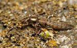 Rove Beetle