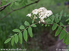 Rowan