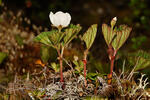 Rubus chamaemorus