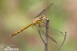 Ruddy Darter, libélula flecha roja