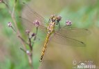 Ruddy Darter, libélula flecha roja